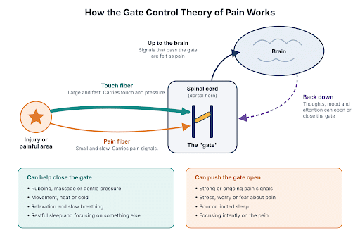 Gate control theory of pain diagram showing pain and touch nerve fibers meeting at a spinal cord gate with signals traveling to and from the brain
